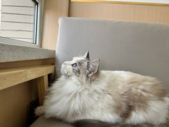 -鼓捣猫呢主题猫咖店