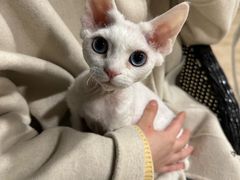 -麒麟缅因猫舍·十五年缅因猫选购中心