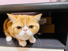 -爱侣宠医·鹦鹉专科·小型哺乳类·异宠专科(灵石路店)