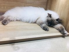 -藏猫猫咖啡主题馆(中央大道店)