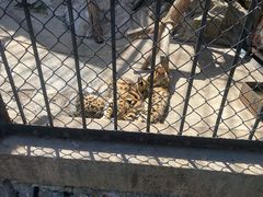 -大连森林动物园