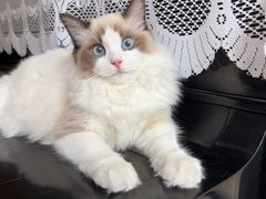 -车接车送·寄养洗护·德文猫舍(大宁店)