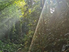 -西双版纳原始森林公园
