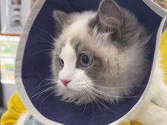 -pd派德宠物中心医院24H急重症·眼科中心·血液透析中心(嵩山北路店)