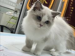 -美美宠物诊疗中心·异宠·骨科(滨江东信分院)