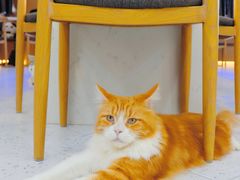 -喵园·猫主题咖啡厅·撸猫·猫咖(国贸店)