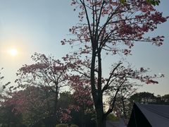 -云溪植物园
