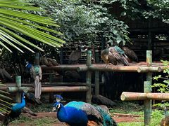 -昆明动物园