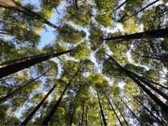 -山王坪喀斯特国家生态公园