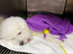 -爱侣宠医·鹦鹉专科·小型哺乳类·异宠专科(灵石路店)