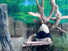 -灵玲国际马戏城