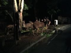 -清迈夜间动物园