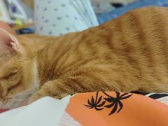 -瑞鹏宠物医院·骨科·猫科·内科(第一中心)