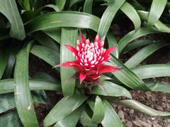 -上海鲜花港