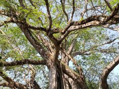 -瑞丽独树成林风景区
