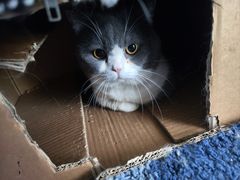 -1013 PET SHOP 宠物商店(近铁城市广场店)