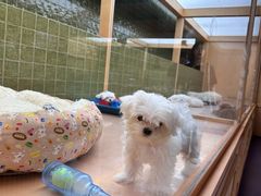 -帕帕拉兹宠物(亚洲旗舰店)