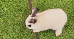 -萌宠亲子动物乐园(槐房万达店)