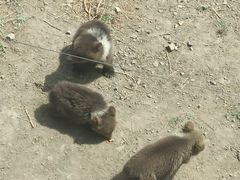 -新疆天山野生动物园