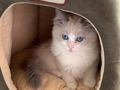 -Bastet sally猫舍购宠(静安店)