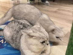 -有猫咖啡umeow coffee