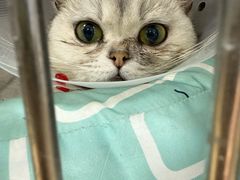 -瑞派·关忠动物医院·异宠专科·犬猫肿瘤·皮肤专科(望京店)