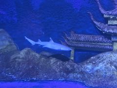 -秦皇岛新澳海底世界