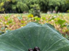 -四川大学(华西校区)