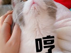 -瑞鹏宠物医院·宠保定点·心脏科·内科(御桥分院)