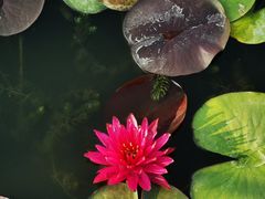 -莲花池公园