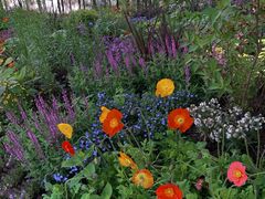 -上海共青森林公园