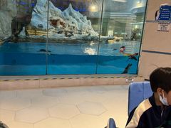 -帝企鹅自助餐厅•儿童岛•真企鹅(长隆企鹅酒店)