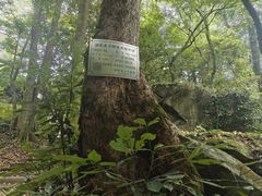 -岣嵝峰国家森林公园