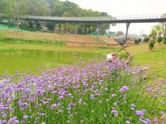 -王借岗森林公园