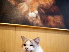 -飞行喵MR PILOT|猫舍·猫咖(静安大融城店)