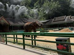 -野象谷景区