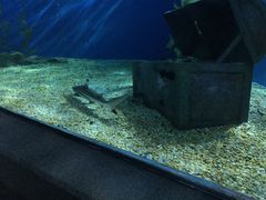 -暹罗海洋世界