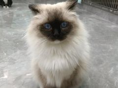 -东莞宠友24H宠物中心医院·转诊夜诊·异宠(新河北路院)