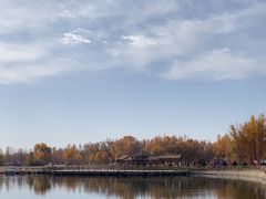 -金塔沙漠胡杨林景区