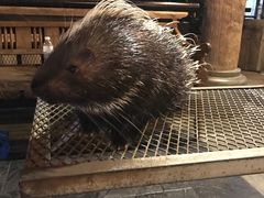 -清迈夜间动物园