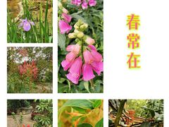 -金花茶公园
