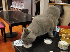 -猫小院猫主题咖啡厅(北锣店)