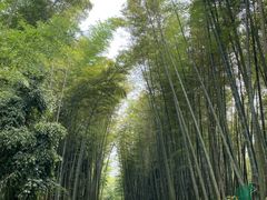 -缙云山景区