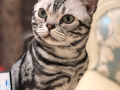 -猫大福·Fortune Cat猫舍(百子湾店)