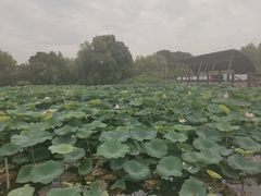 -长兴太湖图影湿地文化园