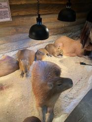 -Zoolung Zoolung动物主题公园(海信广场店)