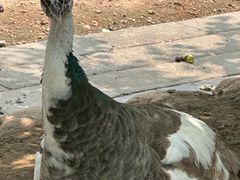 -丽泽山庄·生态怀柔菜·虹鳟鱼(红螺寺店)