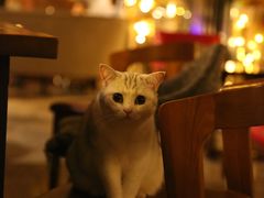 -咖法森林·咖啡  酒吧(天河店)