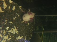 -上海大自然野生昆虫馆