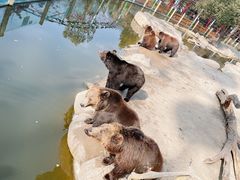 -常州淹城野生动物世界